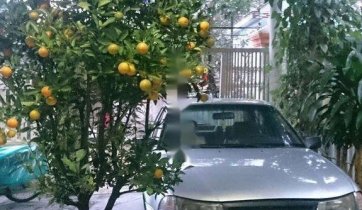 Cần bán xe Daewoo Cielo sản xuất năm 1996, nhập khẩu